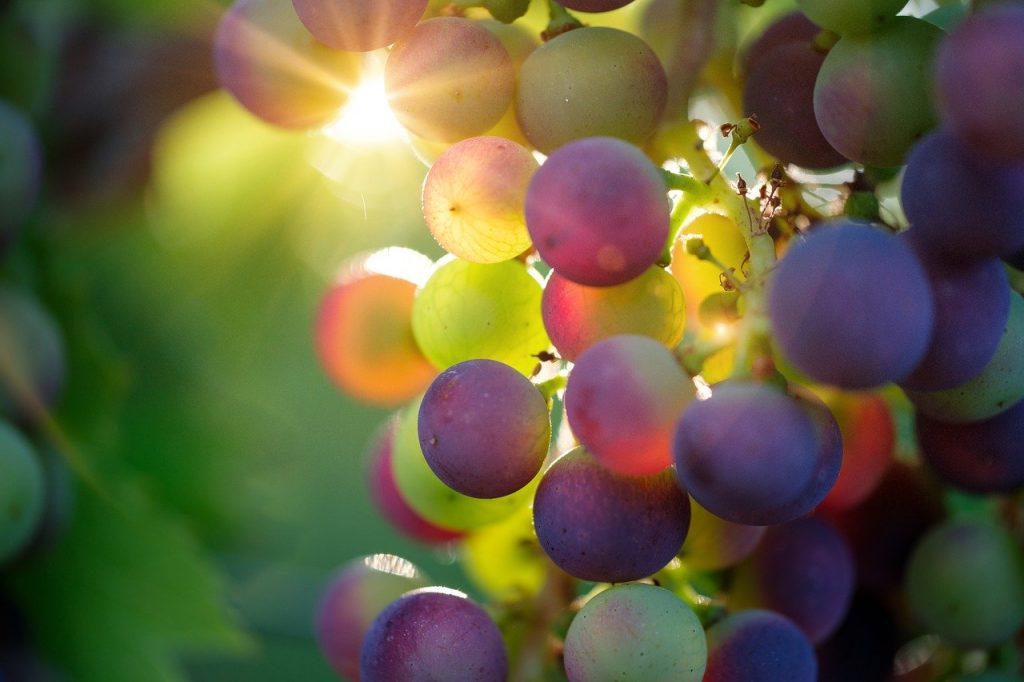 grapes, sun, sunbeam